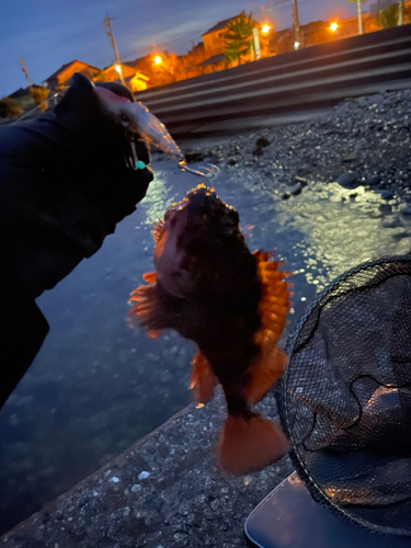 カサゴの釣果