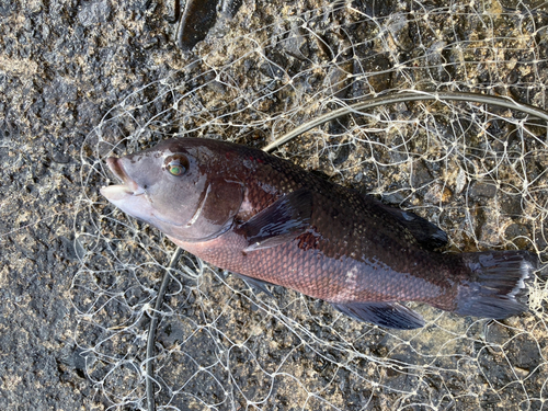 コブダイの釣果