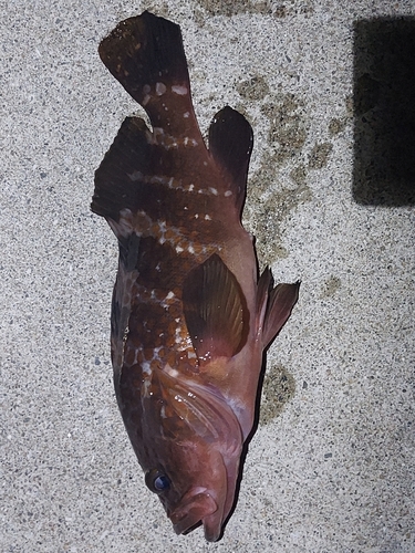 アコウの釣果