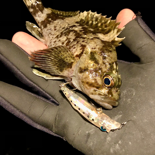 ムラソイの釣果