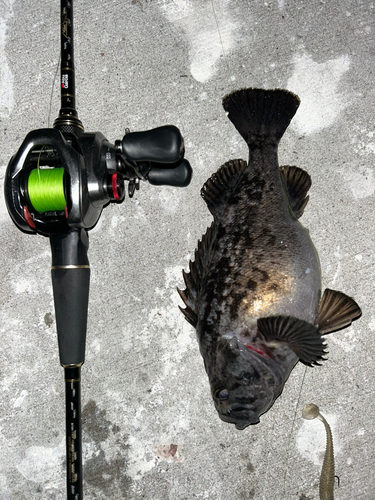 クロソイの釣果