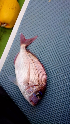 チダイの釣果