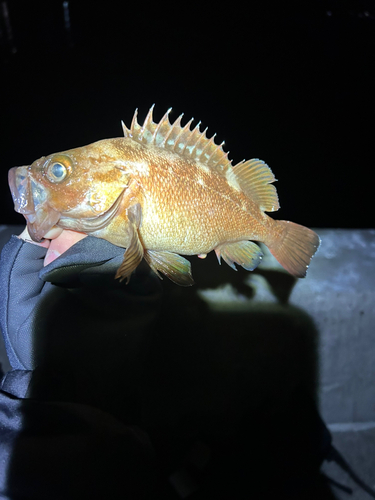 シロメバルの釣果