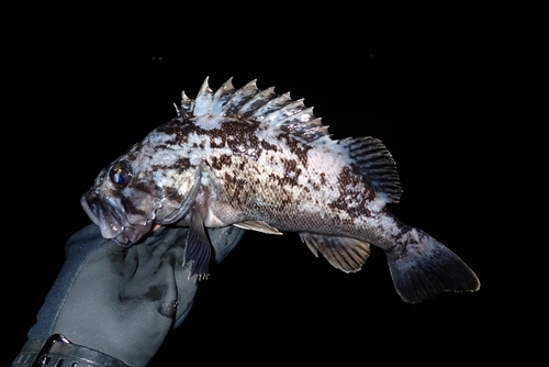 クロソイの釣果