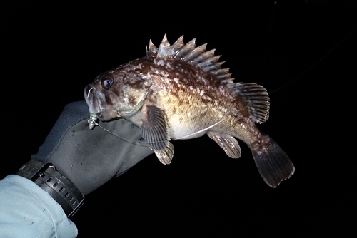 クロソイの釣果