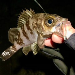 メバルの釣果