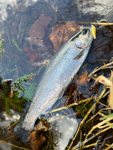 ニジマスの釣果