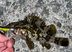 タケノコメバルの釣果