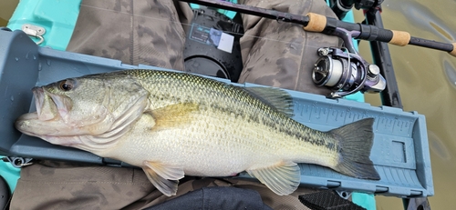 ラージマウスバスの釣果