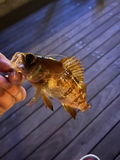 メバルの釣果