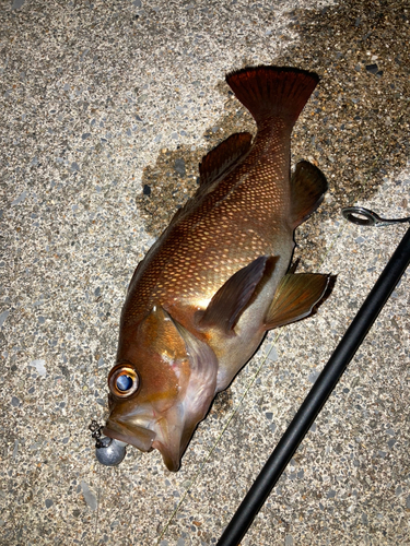 エゾメバルの釣果