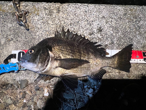 クロダイの釣果