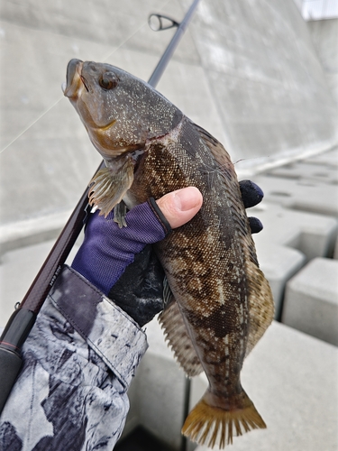 アイナメの釣果