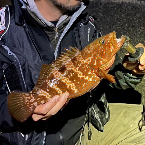 キジハタの釣果