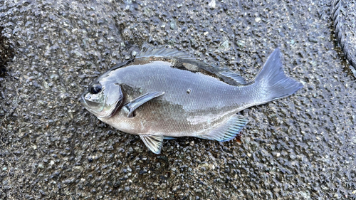 メジナの釣果