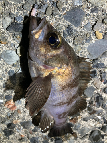 メバルの釣果