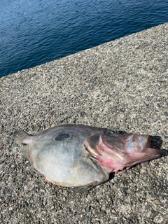 マトウダイの釣果