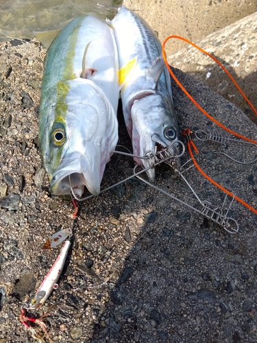 ハマチの釣果