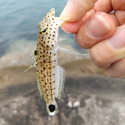 こじくにの釣果