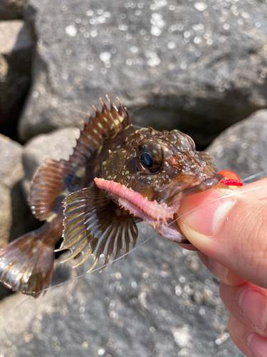 カサゴの釣果