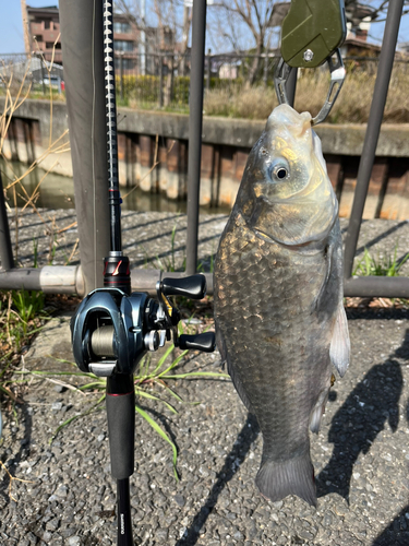 フナの釣果