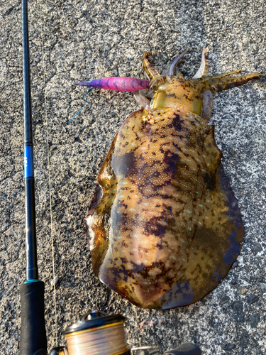 アオリイカの釣果