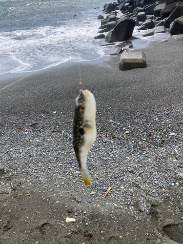 アカメフグの釣果