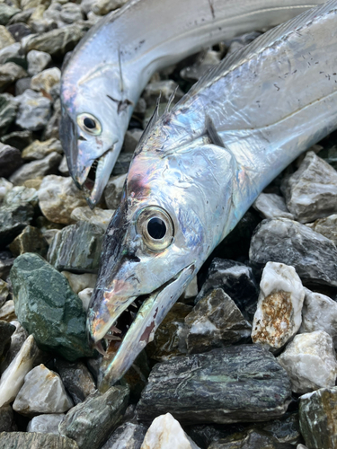 タチウオの釣果