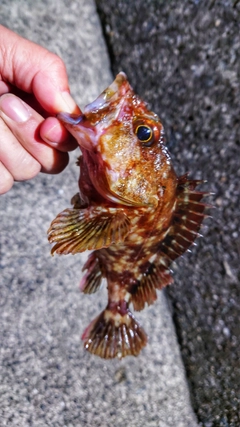 ガシラの釣果