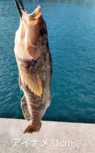 アイナメの釣果