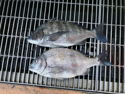 クロダイの釣果