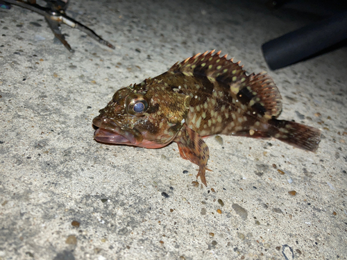 カサゴの釣果