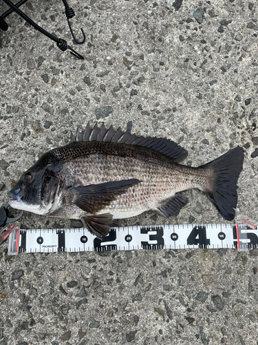 チヌの釣果