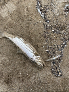 アメマスの釣果