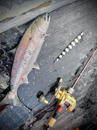 サクラマスの釣果