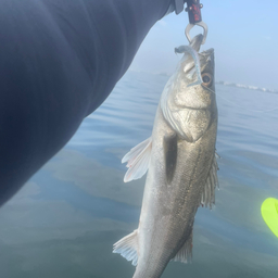 釣り人ジラフ　の釣果