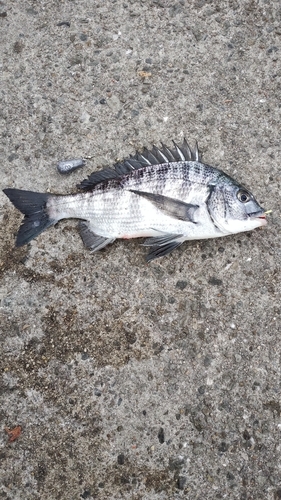 クロダイの釣果