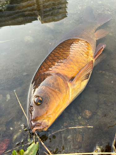 コイの釣果