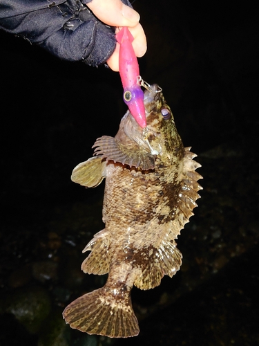 ムラソイの釣果