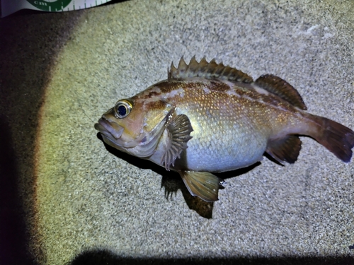 エゾメバルの釣果