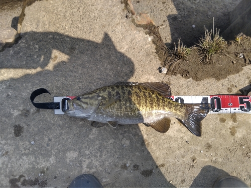 スモールマウスバスの釣果