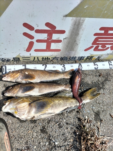 アイナメの釣果