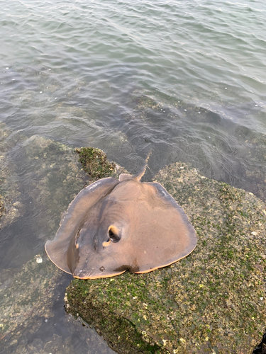 アカエイの釣果