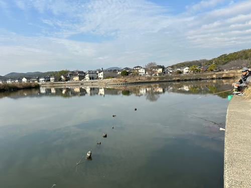 ヘラブナの釣果