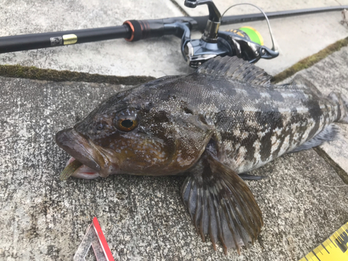 アイナメの釣果