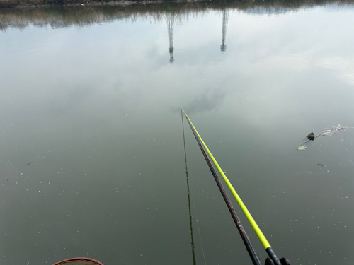 ヘラブナの釣果