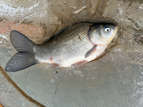 ヘラブナの釣果