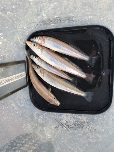 キスの釣果