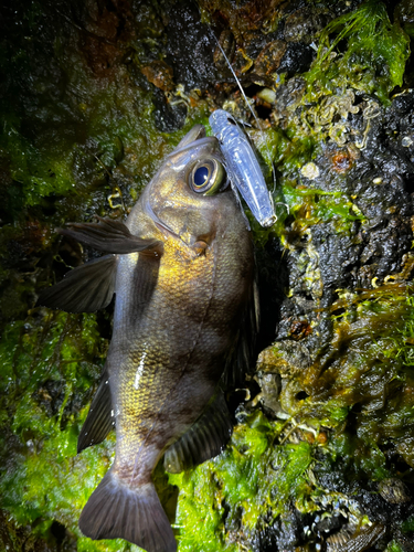 シロメバルの釣果