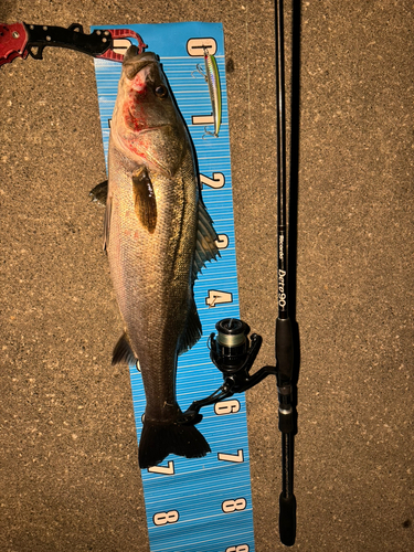 シーバスの釣果